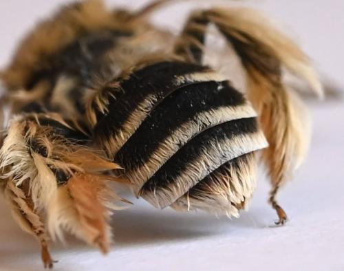Dasypoda (hirtipes-morawitzi)